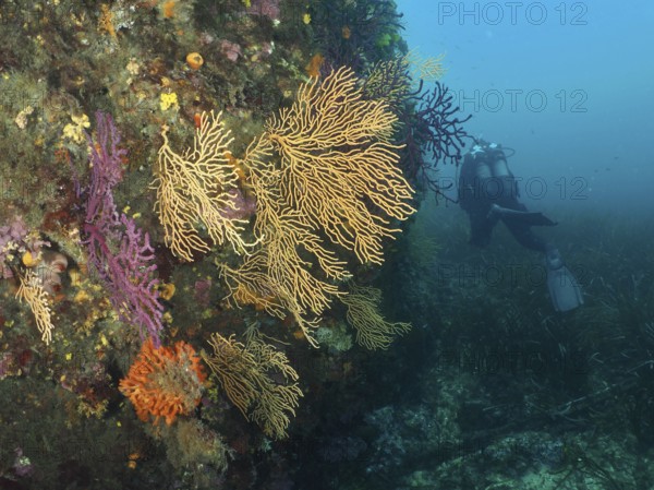 Colourful corals, yellow gorgonian (Eunicella cavolinii), on a steep wall under water, diver in the