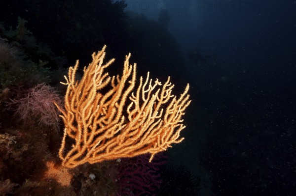 Bright yellow gorgonian (Eunicella cavolinii) stands out in the dark sea depths in the