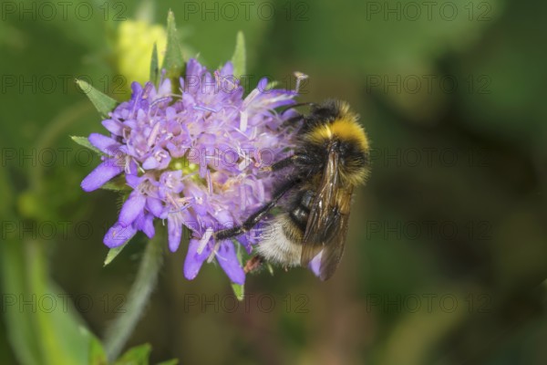 A White-tailed Bumblebee (Bombus lucorum) sits on a forest widow flower (Knautia dipsacifolia) and