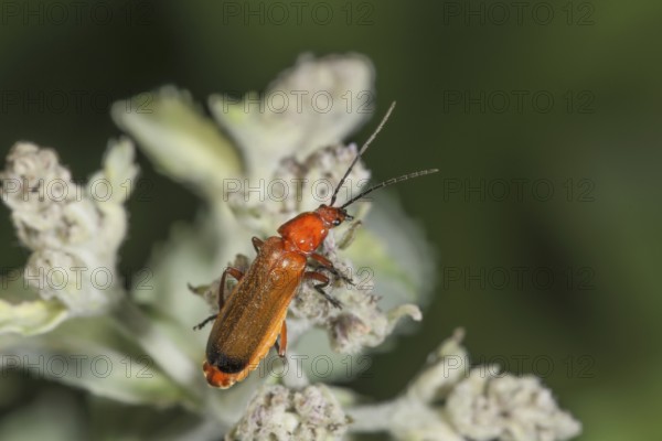 A red and yellow beetle (Rhagonycha fulva) sitting on a flower of dwarf elderberry (Sambucus