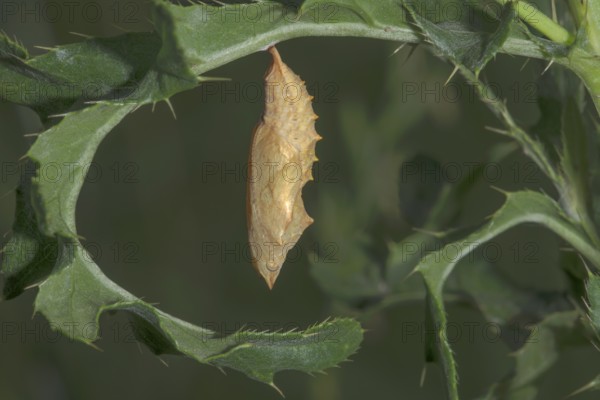 A pupa of the Small tortoiseshell (Aglais urticae) hanging from a leaf of the marsh thistle