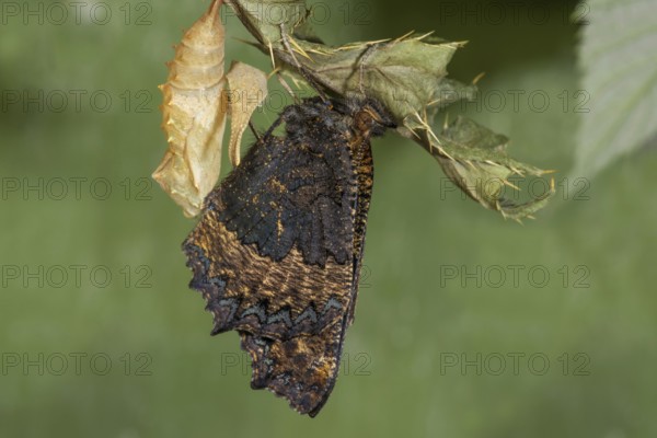 A newly hatched Small tortoiseshell (Aglais urticae) hanging from a cocoon on the leaf of a marsh