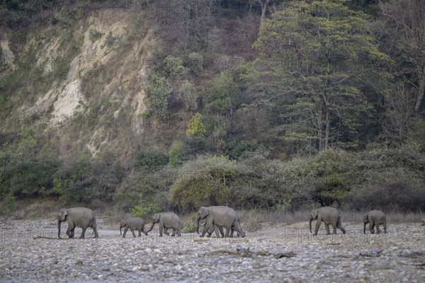 Indian elephants (Elephas maximus indicus), Corbett National Park, near Ramnagar, Uttarakhand