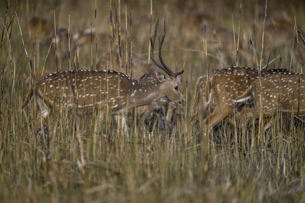 Axis deer or chitals (Axis axis) in tall grass, Corbett National Park, near Ramnagar, Uttarakhand