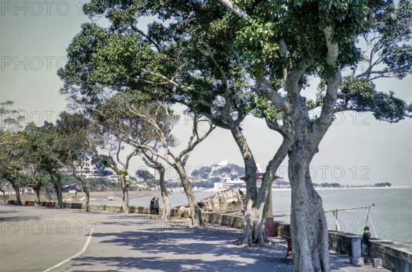 Trees along coastal road of Avenida da Republica, Macau, Asia 1964 now Sai Van Lake, Lago Sai Van