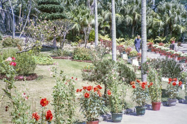 Man walking down steps in garden of potted dahlia plants, palm trees and lawn, Macau, Asia 1964