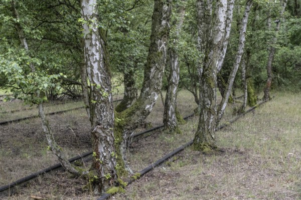 Renaturalisation in the Schöneberger Südgelände nature park, birch trees (Betula pendula) between