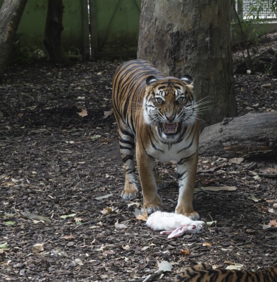 Sumatran tiger (Panthera tigris sumatrae), female with rabbit, severely endangered, captive,
