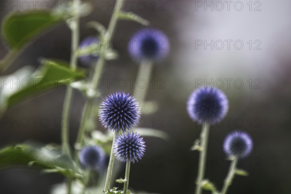 Several blue globe thistles (Echinops) in front of a blurred background, in a natural garden