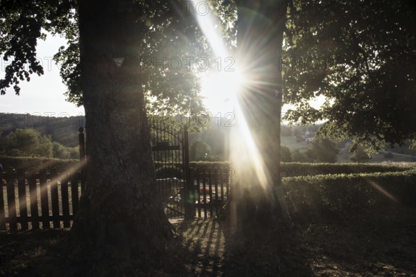 Sunbeams shine through lime trees (Tilia) behind a fence, creating a peaceful and idyllic