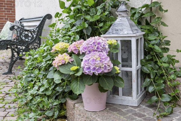 Decoration with lantern and a hydrangea, Münsterland, North Rhine-Westphalia, Germany