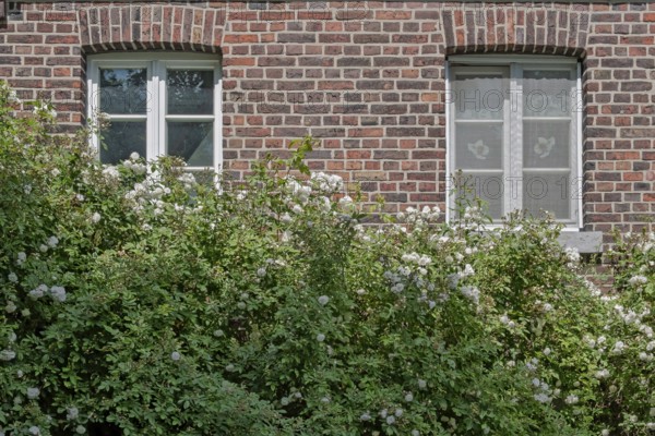 Brick façade with two windows and a white climbing rose, Münsterland, North Rhine-Westphalia,