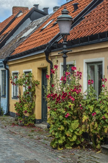 Cobblestone street with small colored house and street lamp and hollyhocks flowers in Ystad, Skåne