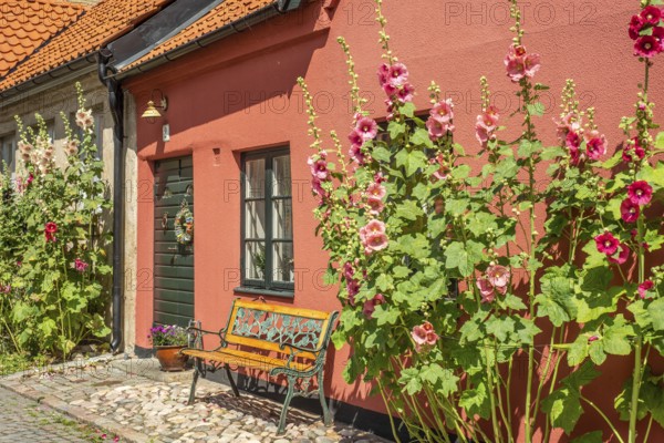 Cobblestone street with small colored house and bench and hollyhocks flowers in Ystad, Skåne
