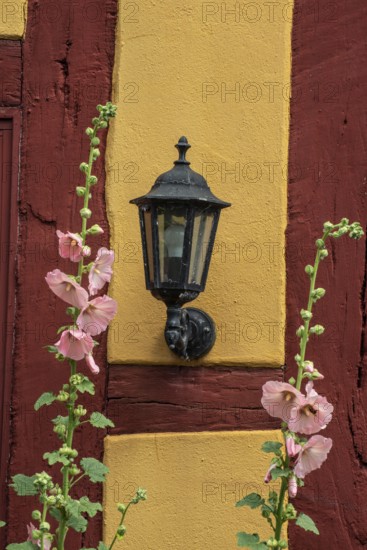 Flowering pink hollyhocks at an old half timbered wall with lamp in Ystad, Skåne county, Sweden,