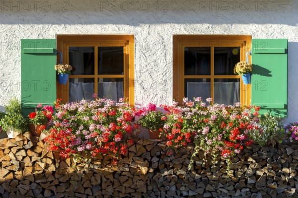 Farmhouse with geraniums (Pelargonium spec.) at the windows and stacked firewood, Graswang, Ettal,