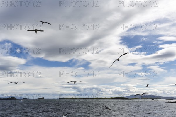 Coastal landscape with water and birds, seagulls flying in the cloudy sky, Stykkisholmur,