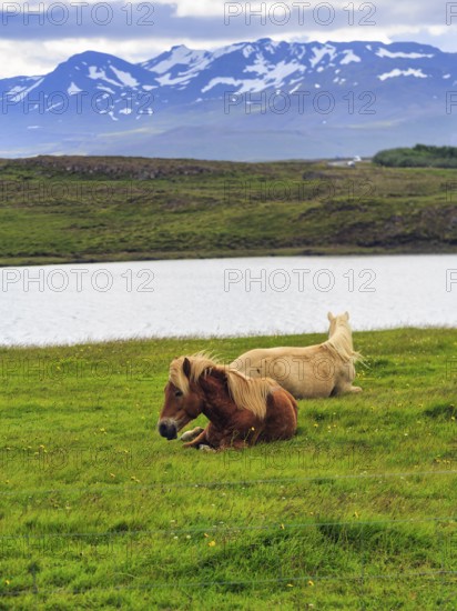 Two Icelandic horses, also known as Icelandic ponies, grazing in a meadow, mountains on the