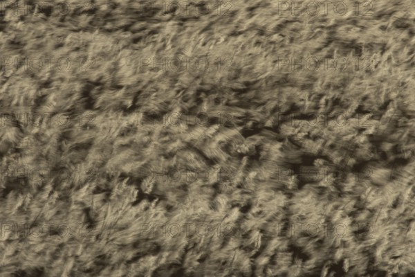 Common reed (Phragmites australis) reeds in a reedbed blowing in the wind abstract image, England,