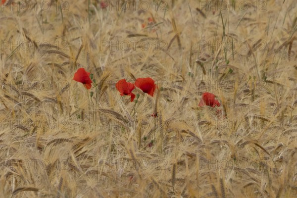 Common field poppy (Papaver rhoeas) flowers in a ripe farmland barley crop in summer, England,