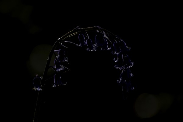 English bluebell (Hyacinthoides non-scripta) single flower in a woodland backlit in spring,