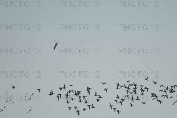 Eurasian wigeon duck (Mareca penelope) adult birds in flight in a flock with a Marsh harrirer