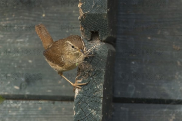 Eurasian wren (Troglodytes troglodytes) adult bird with nesting material in its beak on a garden