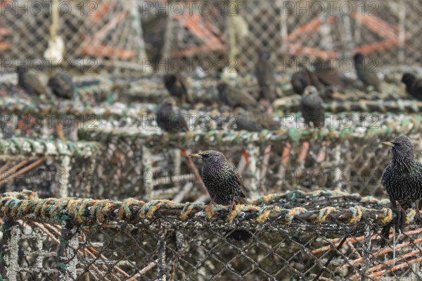 European starling (Sturnus vulgaris) adult birds on lobster pots in a harbour, England, United