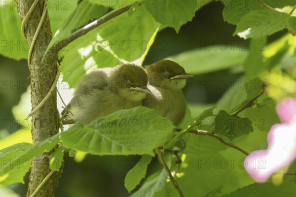 Blackcap (Sylvia atricapilla) two juvenile baby birds sleeping on a tree branch, England, United