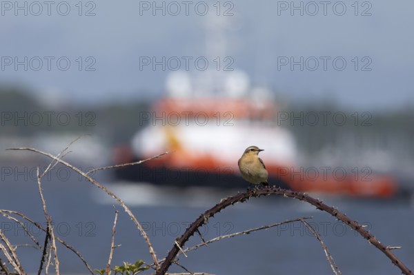 Northern wheatear (Oenanthe oenanthe) adult bird on a bramble branch with a boat in the background,