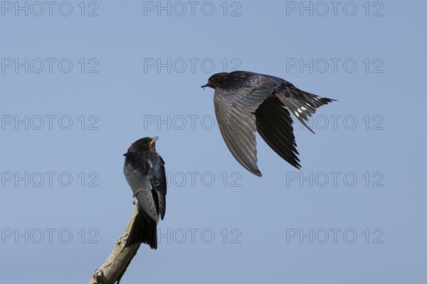Barn swallow (Hirundo rustica) adult bird in flight with a young baby calling for food, England,