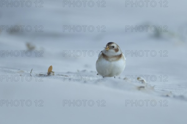 Snow bunting (Plectrophenax nivalis) adult bird feeding on a sandy beach in winter, England, United