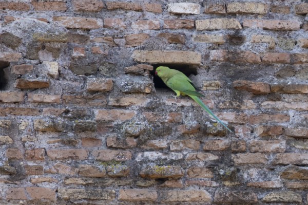 Ring-necked parakeet (Psittacula krameri) adult bird next to a hole in an ancient wall in the city,