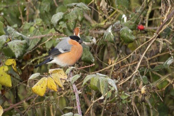 Eurasian bullfinch (Pyrrhula pyrrhula) adult male bird feeding in a hedgerow in winter, England,