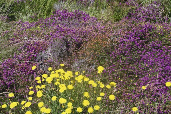 Colourful flower meadow with yellow dandelions and purple plants, bell heather, Stromness,