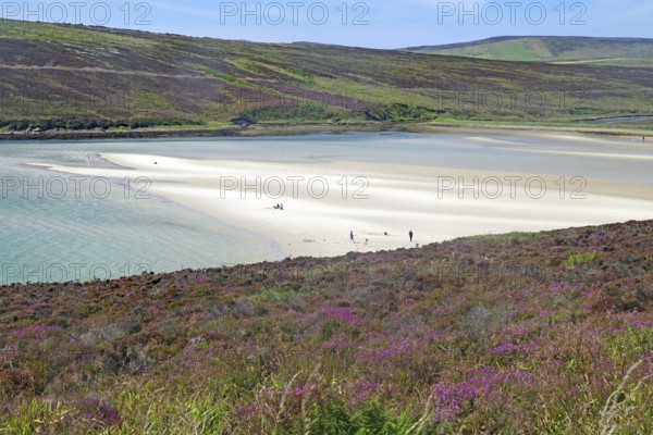 Empty sandy beach with gentle dunes and flowering heather under a clear sky, Mainland, Orkney