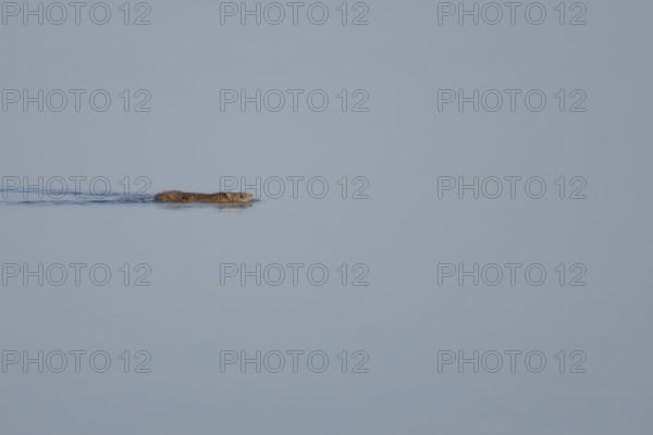 Brown rat (Rattus norvegicus) adult animal swimming on the water surface of a lake, England, United