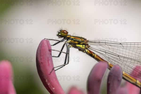 Large red damselfly (Pyrrhosoma nymphula) adult insect resting on a Honeysuckle flower in a garden,