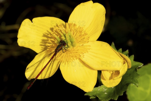 Large red damselfly (Pyrrhosoma nymphula) adult insect resting on a Kingcup yellow flower in a