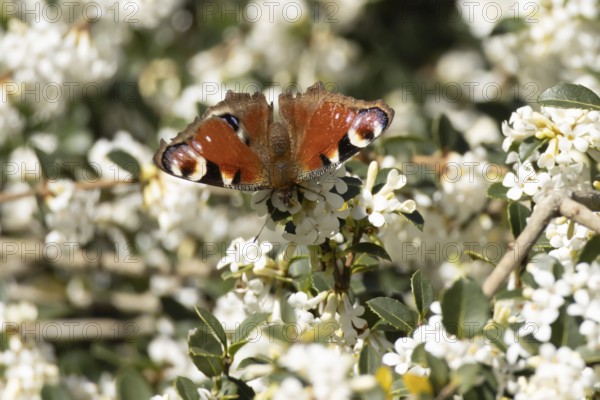 Peacock butterfly (Aglais io) adult insect feeding on white garden flowers in spring, England,