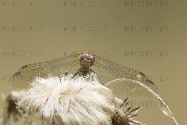 Common darter dragonfly (Sympetrum striolatum) adult insect resting on a plant seedhead, England,