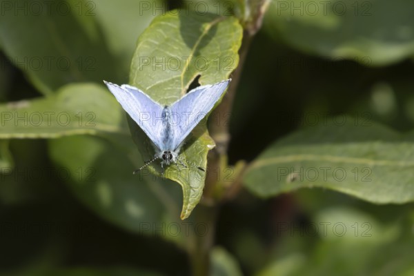 Holly blue butterfly (Celastrina argiolus) adult insect resting on a plant leaf in a garden,