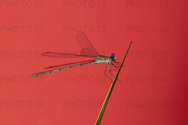 Emerald damselfly (Lestes sponsa) adult insect resting on a reed plant stem, England, United