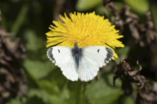 Orange tip butterfly (Anthocharis cardamines) adult female insect feeding on a Dandelion flower in