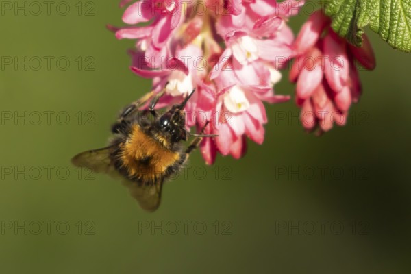 Common carder bumblebee (Bombus pascuorum) adult bee insect feeding on Ribes King Edward VII