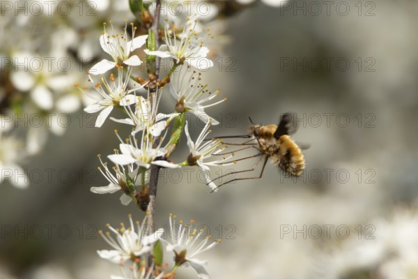 Bee fly (Bombylius major) adult insect feeding on Blackthorn tree blossom in spring, England,
