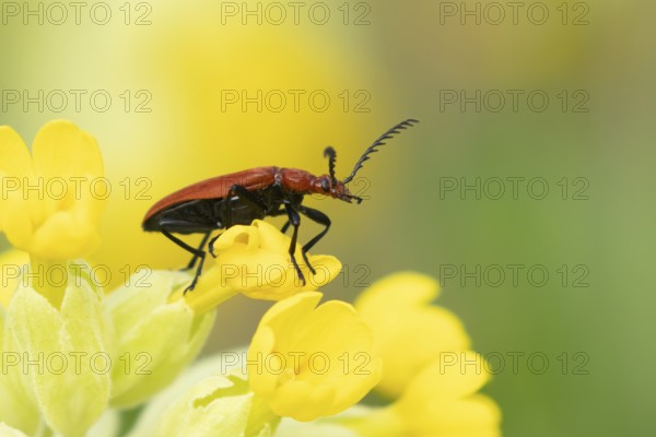 Common red soldier beetle (Rhagonycha fulva) adult insect on a Cowslip flower in spring, England,