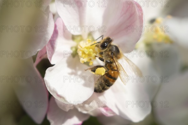 Honey bee (Apis mellifera) adult insect feeding on apple tree blossom in spring, England, United