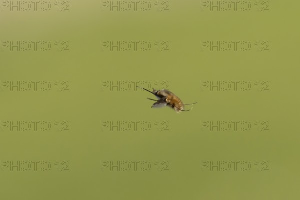 Bee fly (Bombylius major) adult insect flying, England, United Kingdom