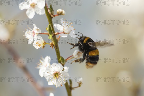Buff tailed bumblebee (Bombus terrestris) adult bee insect flying towards Blackthorn tree blossom